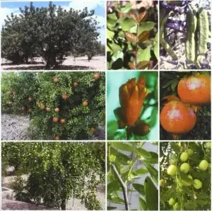 Precio De Oferta Tratado de Fruticultura Zonas Aridas V 2